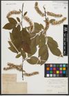 Foto von Salix silesiaca Willd.